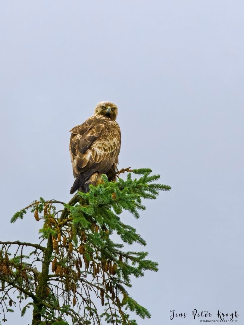 Avatar de l'auteur de l'article
